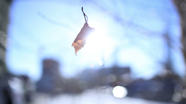 The Leaf On The Sky Background. Close-up.