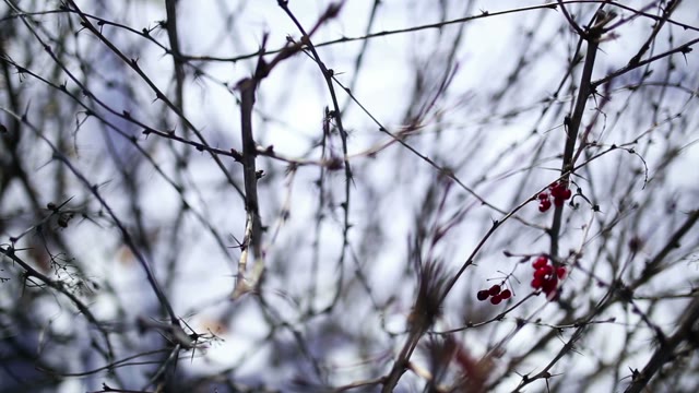 Thorny Branches With Ripe Berries. Close-up.