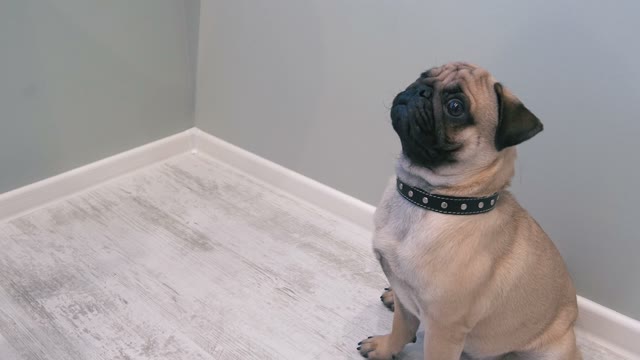 Pug Give A Try Cake. Close-up.
