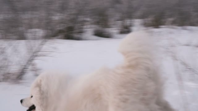 The White Dog Running In The Snow. Nearby Stands A Woman. Winter. Slow Motin