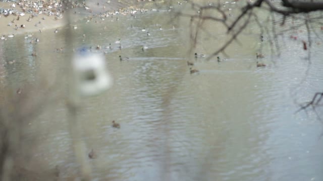 People Feed The Birds In The Autumn Park