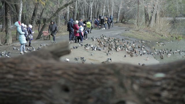 People In The Park Feeding Pigeons And Ducks. Autumn
