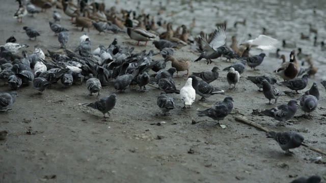 Many Birds Eat On The Beach In The Park. Autumn. Close-up