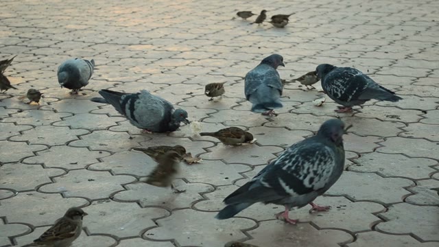 Pigeons And Sparrows Eat Bread. Close-up
