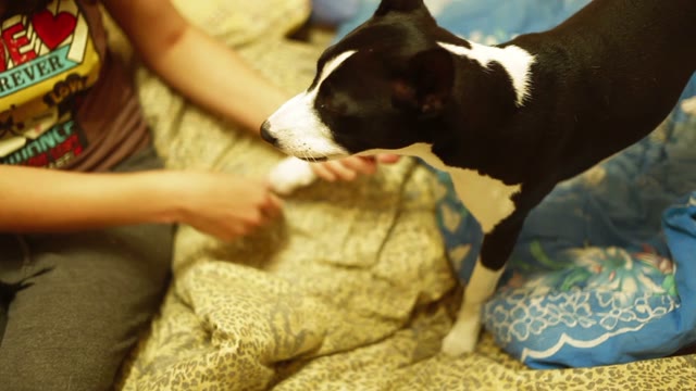 The Girl Holds A Dog Paw