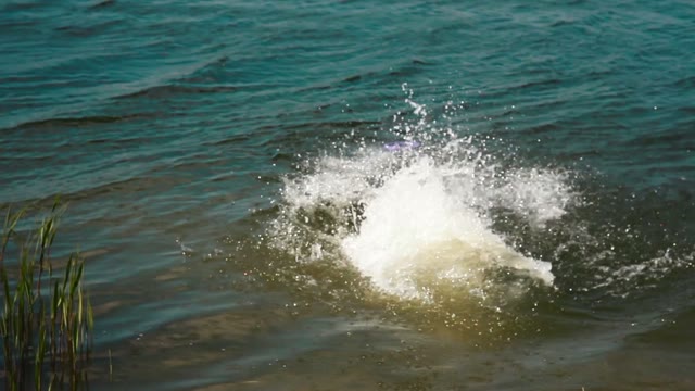 Dog Jumping In The Water For A Toy