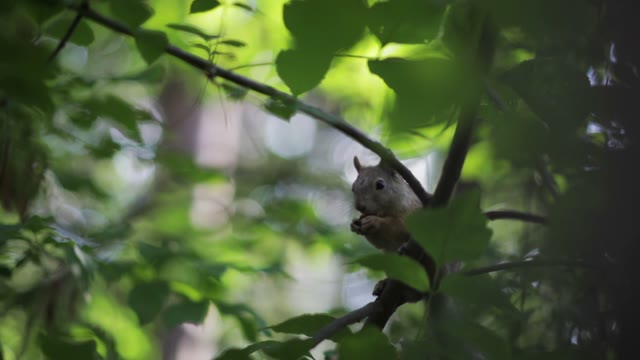 Squirrel Eating Nuts On A Tree. Close-up