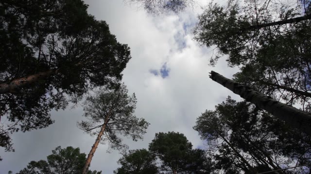 A Motion Time-lapse Of Trees