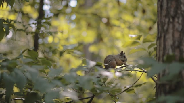 Squirrel Gnaws A Nut