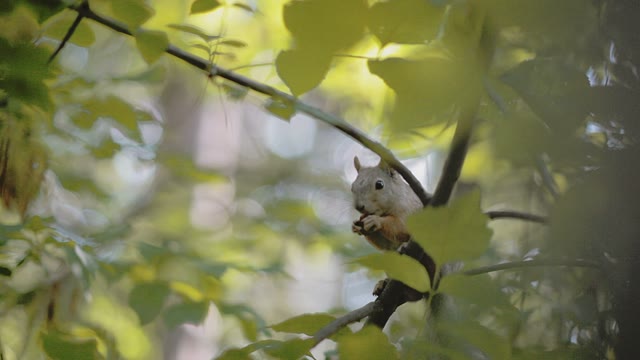 Squirrel Eats A Nut