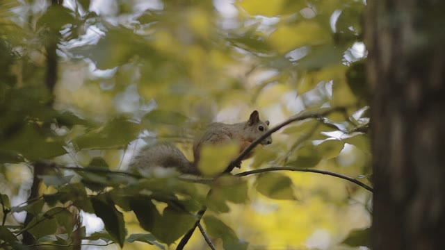 Squirrel Crunch A Nut