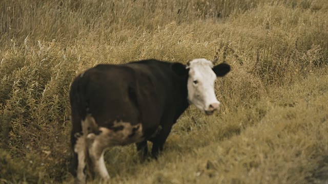 Cow Stands On Field