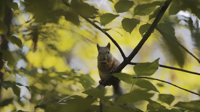 Squirrel Eating A Nut Close-up