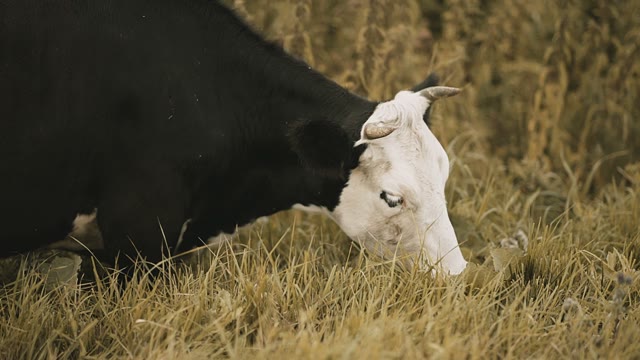 Cow Nibbling The Grass Close-up
