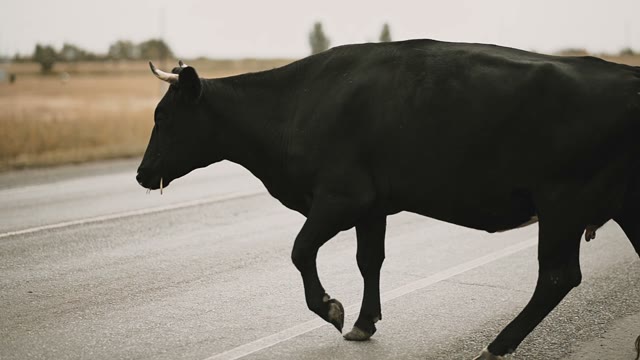 Black Cow Crossing The Road