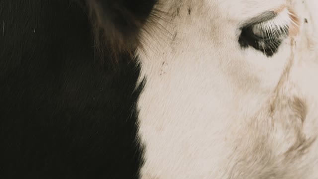 Ear And Eye Cow Close-up