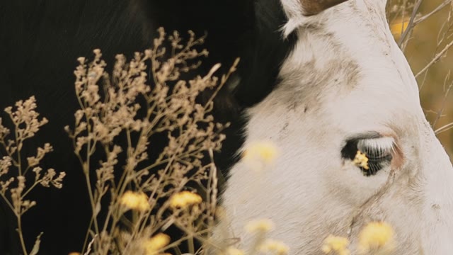 Cow Eating Grass Close-up