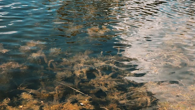 Clear Water In The Pond