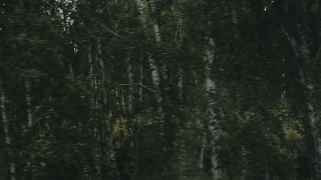 Birch Forest In The Motion