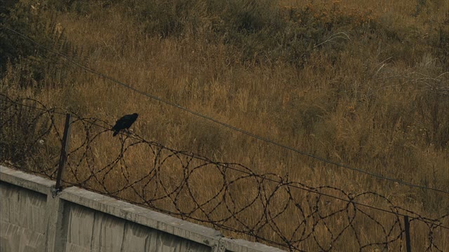 Crow On A Prison Fence