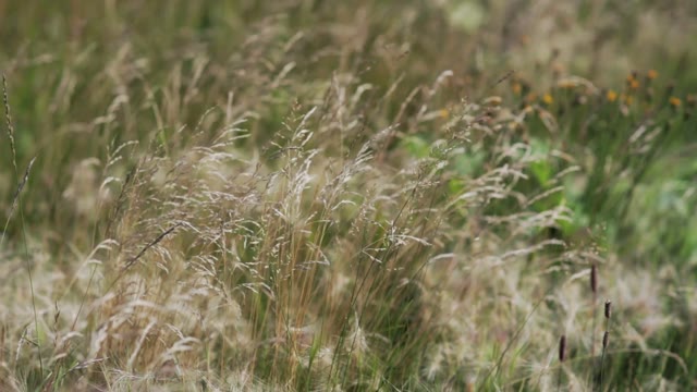 Ears Of Corn In The Wind Close-up