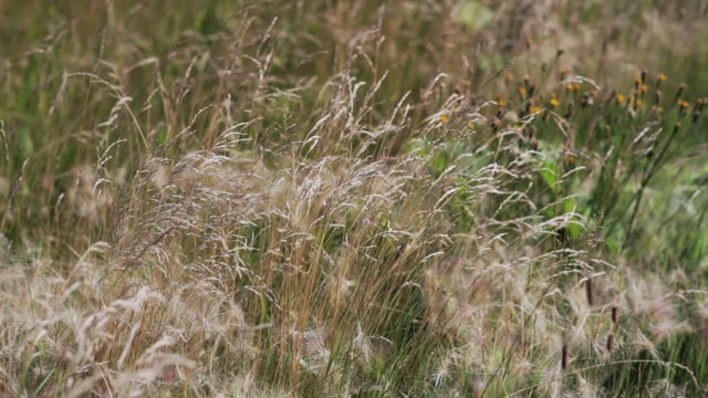 Dry Grass In The Wind Close-up
