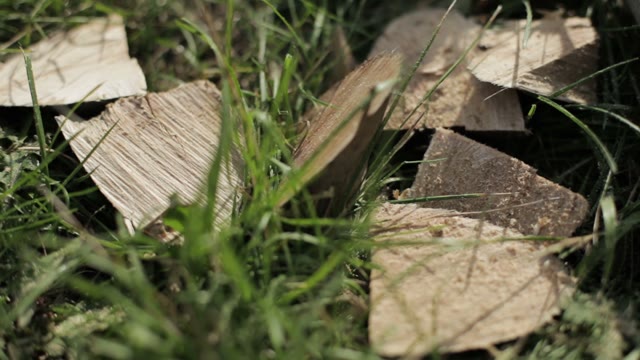 Pieces Of Sawn Logs On The Grass Close Up