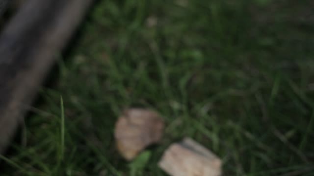 Pieces Of Wood On The Grass Close Up