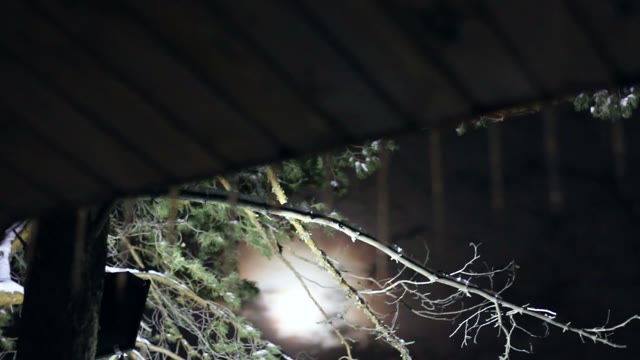 Icicles Hanging From The Roof In The Forest