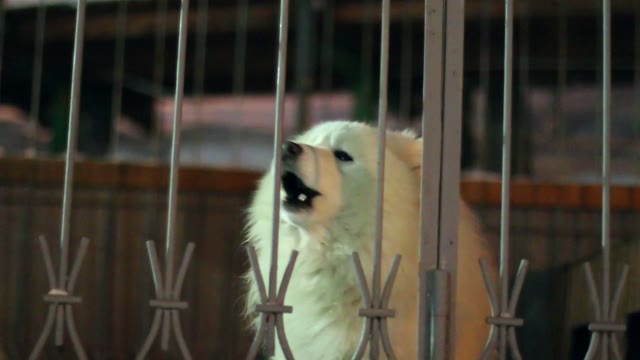 White Dog Barking Behind A Fence
