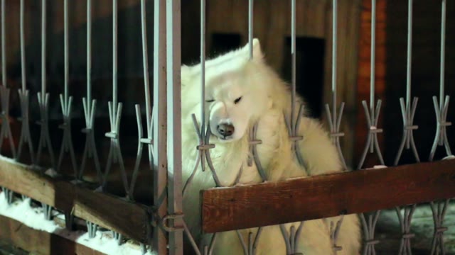 Funny Dog Sits Behind The Fence