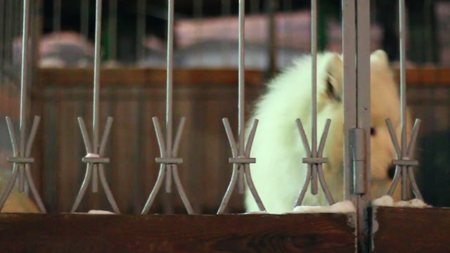 White Dog Sitting Behind A Fence