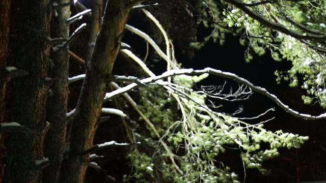 Shooting Tree From The Bottom Up