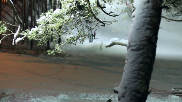 Tree In The Snow