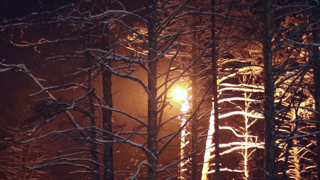 It's Snowing In The Forest