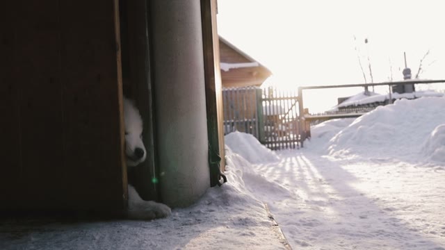Puppy Opened The Door And Ran Outside
