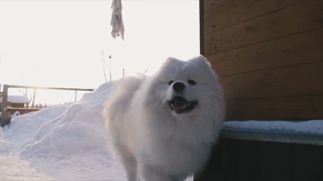 Dogs Running To The Gate