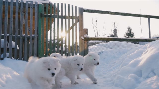 Puppies Running In The Snow