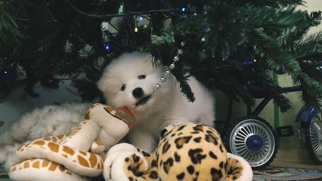 Puppy Chewing Christmas Toy