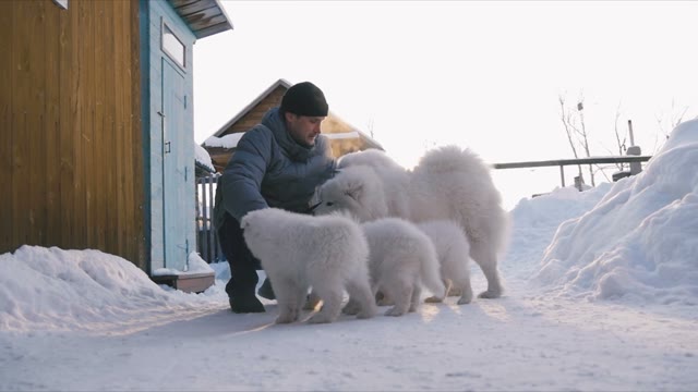 Man Stroking A Dogs And Puppies In The Outdoor