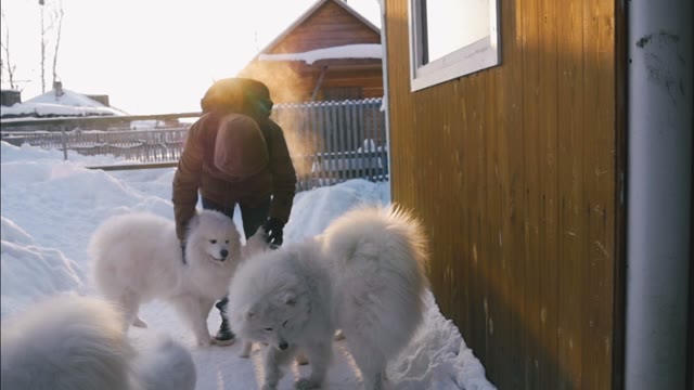 Man Stroking White Fluffy Dogs And Puppies