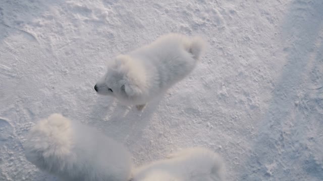 Puppies Wait Until Feed Them In The Outdoor