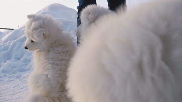 Man Throws Puppies Feed On The Snow