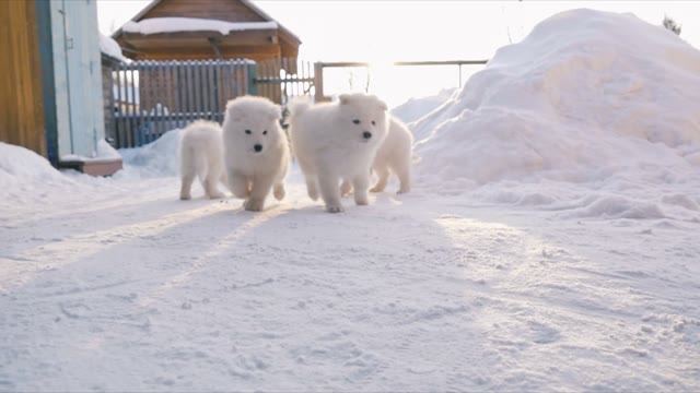 Puppies Eat Something In The Snow
