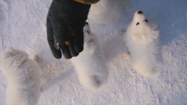 Man With Hand Feeding Of Puppies In The Outdoor