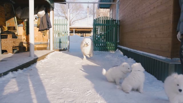 Dog Running Away With A Toy From Other Dogs