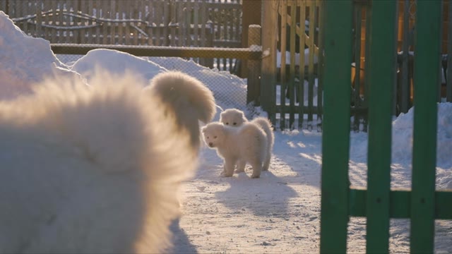 Samoyed Dog Jumps