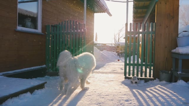 Samoyed Puppies Frolic
