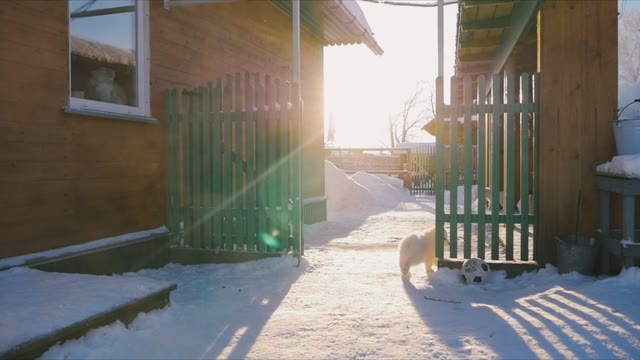 Samoyed Dog Catches The Ball