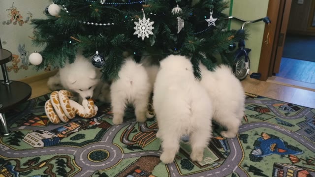 Samoyed Puppies At The Christmas Tree